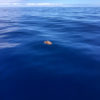 Delfin-bálnales-Madeira