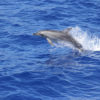 DELFIN-ES-BALNALES-FUERTEVENTURA-KOZEPSO-ZPONA-1