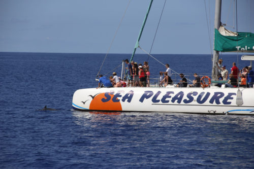 Delfin-bálnales-katamaránnal-3-órás