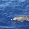 Delfin-bálnales-katamaránnal-3-órás-1