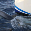 Delfin-bálnales-katamaránnal-3-órás
