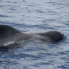 Delfin-bálnales-katamaránnal-3-órás