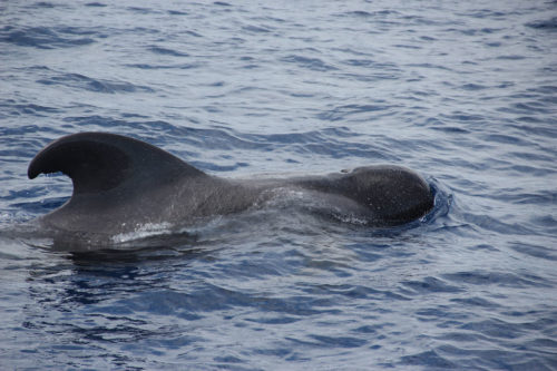 Delfin-bálnales-katamaránnal-3-órás