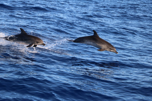 Delfin-bálnales-katamaránnal-3-órás