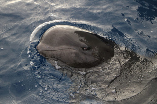 Delfin-bálnales-katamaránnal-3-órás