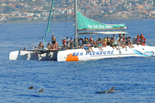 Delfin-bálnales-katamaránnal-3-órás